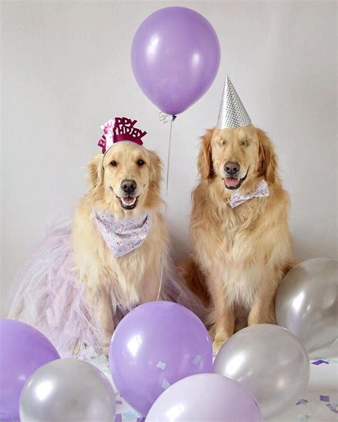 Unique funny stickers featuring millions of original designs created and sold by independent artists. Jake and Addie | Dog birthday party, Golden retriever ...