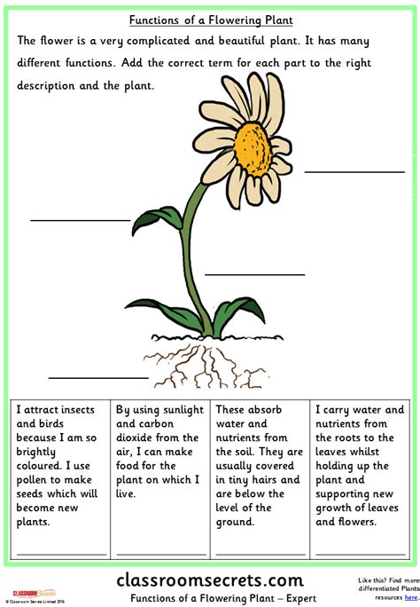 Ks2 Science Plants Functions Of Different Parts Of Plants Gambaran