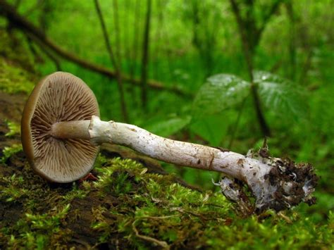 Shroomery Psilocybe Ovoideocystidiata