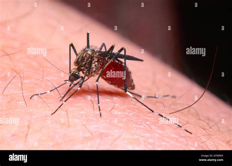 Mosquito Drinking Human Blood Stock Photo Alamy