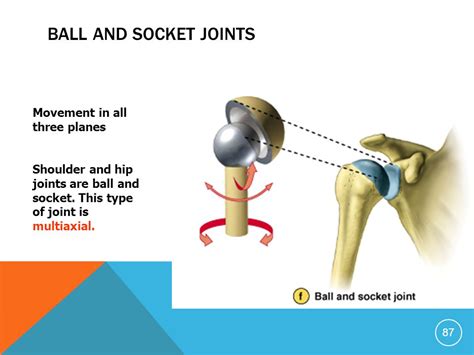 Ball And Joint Socket Joints In The Human Body