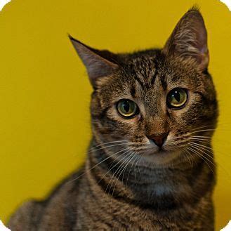 Our store also offers grooming, training, adoptions and curbside pickup. Halo | Adopted Cat | 2011127f | Waterloo, IL | Domestic ...