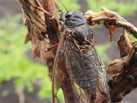 A species of cicada climbing a tree. Cicadas
