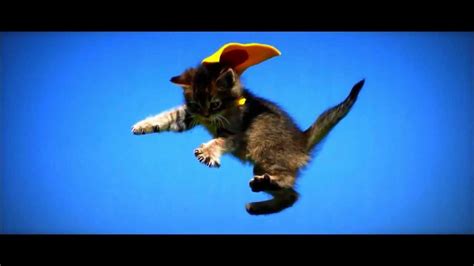 Amazing Flying Cats Youtube
