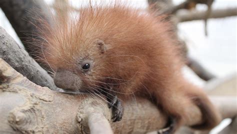 Spring 2016 New Baby Animals To Find At Zoos Across The Usa