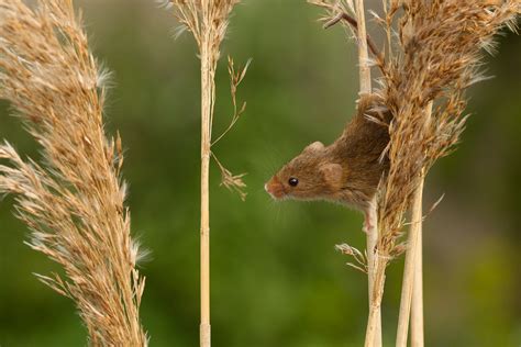Mouse Vole Or Rat All Things Uk