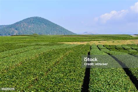 Jeju Green Tea Farm Stock Photo Download Image Now Green Tea Jeju