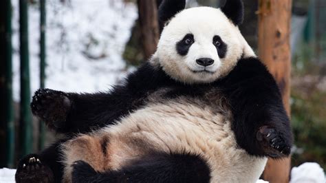 Knoblauch Rahmen Taktik Der Panda Gefühl Klinge Idol