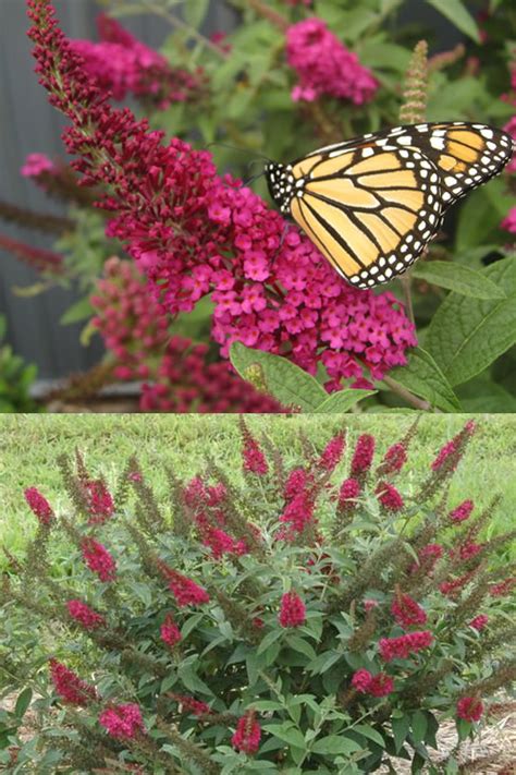 Buy Miss Molly Red Butterfly Bush Free Shipping Wilson Bros Gardens