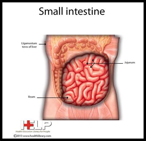 The intestines are located inferior to the small and large intestines. Small Intestine | Digestive System | Pinterest