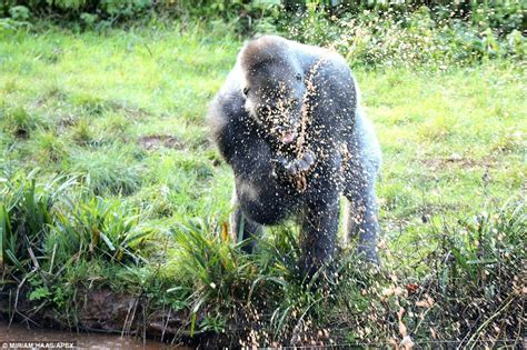 Kiondo The Gorilla Gets Wet And Wild At Paignton Zoo In Devon Daily