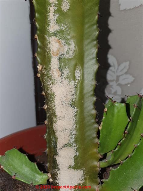 Fungal Mold Growth On Prickly Pear Cactus Opuntia Mill Fungal