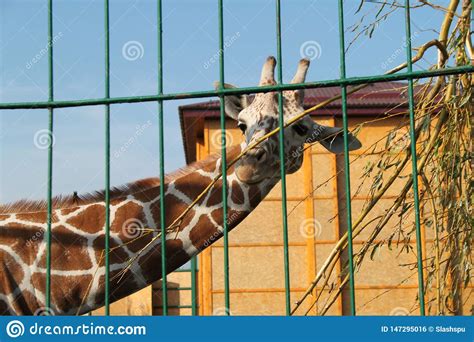 Very Beautiful Spotted Giraffe Stock Photo Image Of Animals Spotted