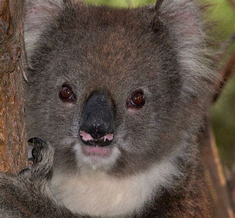 As Requested More Koala Shots Rainforest Animals