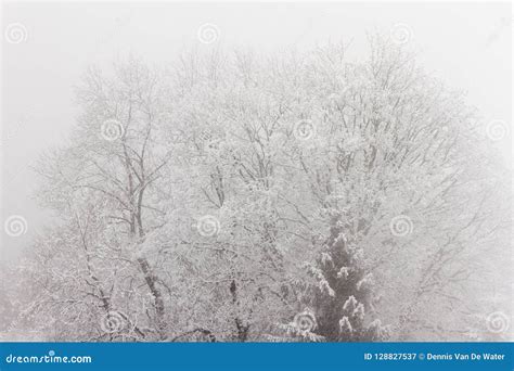 Tree In The Fog With Snow Stock Image Image Of Frost 128827537