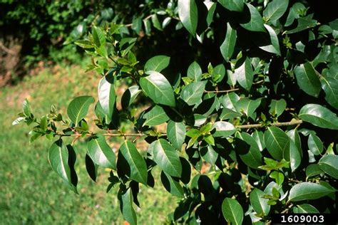 Glossy Privet Ligustrum Lucidum Scrophulariales Oleaceae 1609003