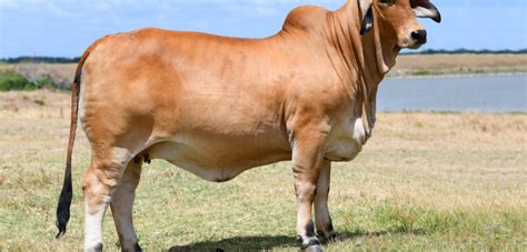 The brahman breed's development is an unparalleled success story. Why Brahman Cattle? - Moreno Ranches