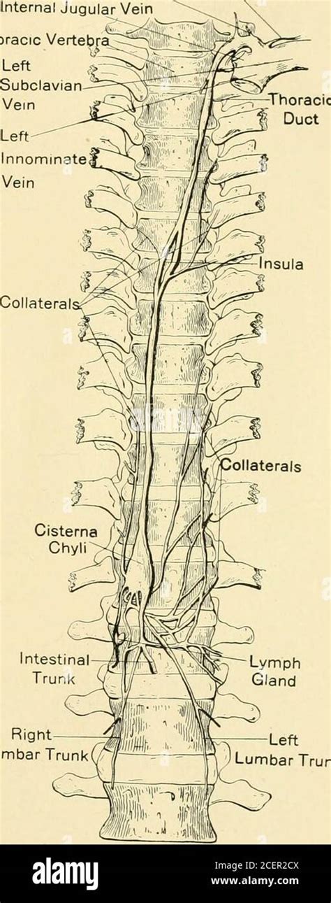 La Revista Americana De Anatomía Tronco Subclavia Interno Tronco