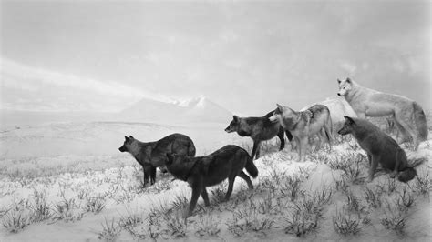 Pinturamadrid Hiroshi Sugimoto Alaskan Wolves 1994