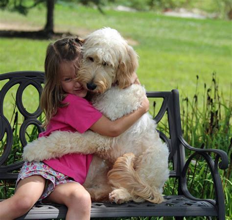 26 Dogs Hugging Their Humans