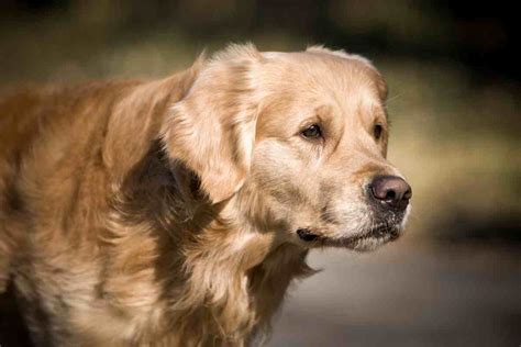 Can Golden Retriever Be A Guard Dog