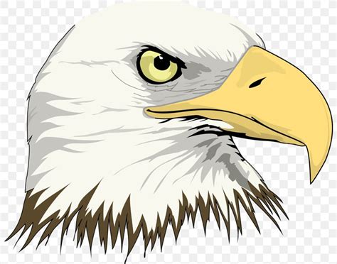 Bald Eagle Drawing Clip Art Png 800x645px Bald Eagle