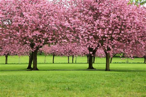 Cherry Blossom Landscape Wallpaper For Homes Image Barbarossa Card