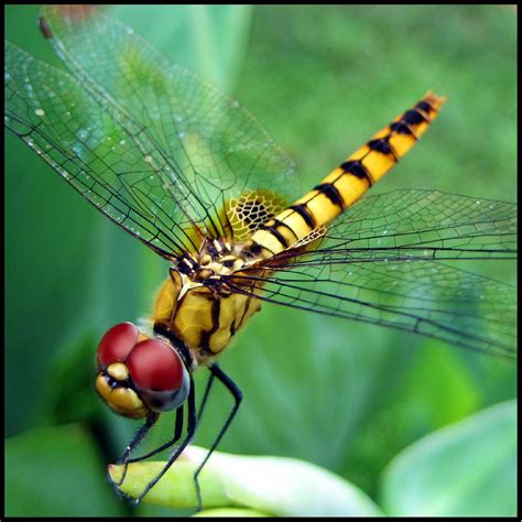 Dragonfly Ii 20000 Views Dragonflies Typically Eat Mo Flickr