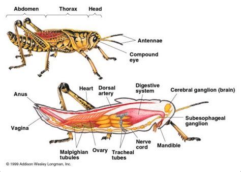 Morfologia Y Anatomia De Los Insectos Infoagronomo Insectos Images