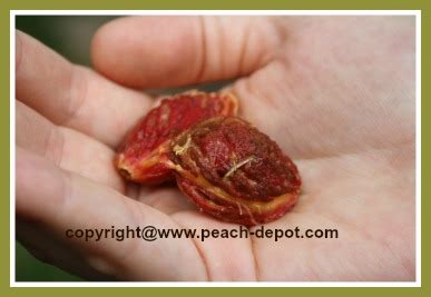 A nectarine is a variety of peach with smooth skin. The Peach Pit - Are the Seeds of Peaches Poisonous? Can ...