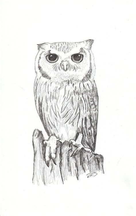 Owl By Rachel Desilets Artpaintingartist