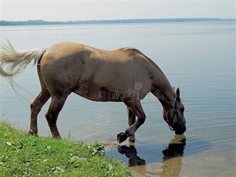 A Horse Drinks Water In A Pond Beautiful Blue Water Of The Reservoir