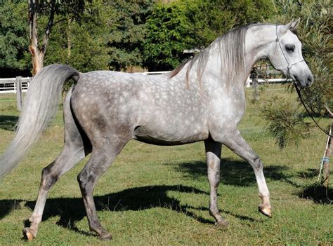 Images Of Dapple Grey Horses Zanadik Arabian Dappled Grey Horses