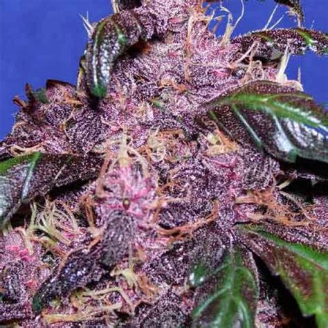 Purple Kush Autoflower Clones Foli Farms Llc Cannabis