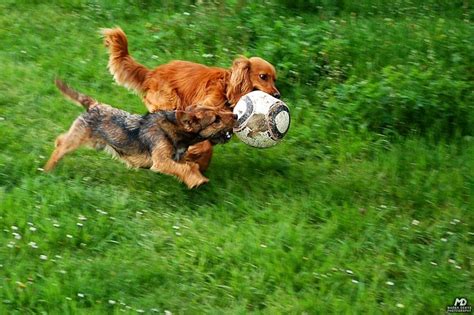 These 30 Animals Are Seriously In Love With Soccer