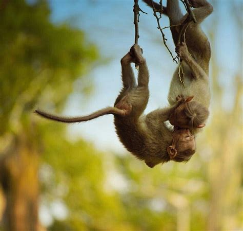 A Monkey Hanging Upside Down From A Tree