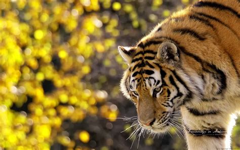 Wild Animals Wallpapers 57 Images