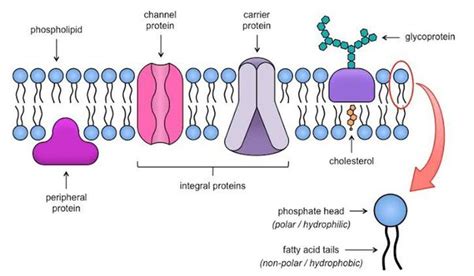 What Is The Arrangement Of Phospholipids In A Cell Membrane Quora