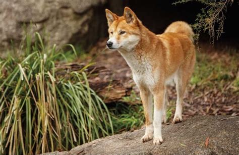 Dingo O Cão Selvagem Australiano Características Resumo