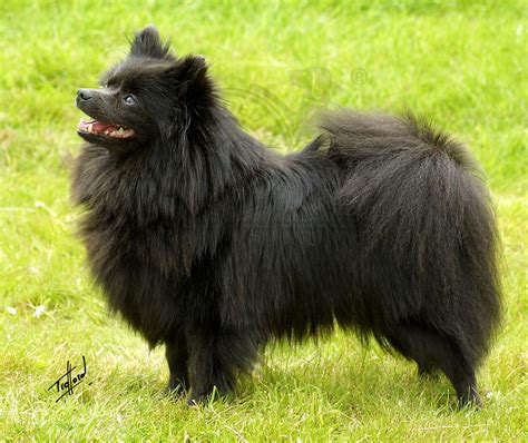 German Spitz Breed Guide Learn About The German Spitz