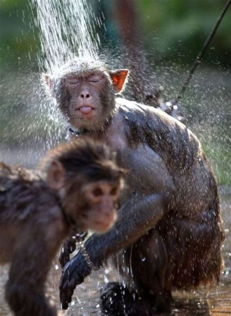Give A Monkey A Shower Monkeys Funny Monkey Pictures