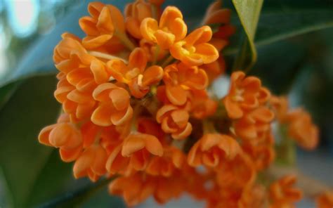 Orange Flowering Fragrant Tea Olive Osmanthus Live Plant Galon Pot