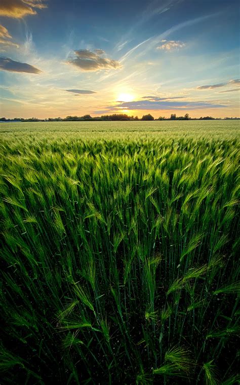 Grass Field Ears Vast Sky Hd Phone Wallpaper Peakpx