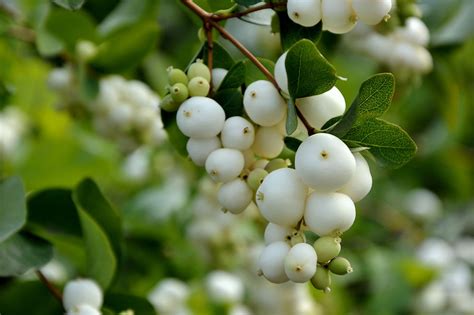 Toxic Berries In The Pacific Northwest