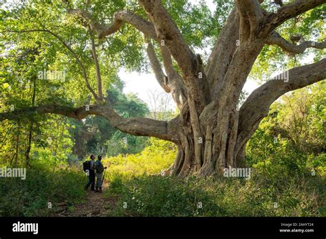 African fig tree hi-res stock photography and images - Alamy