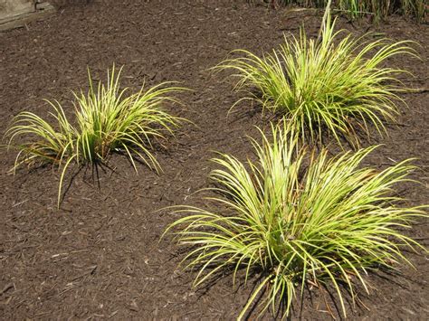 Enter your zip to get started. Sweet flag ornamental grass. These stay short and come ...