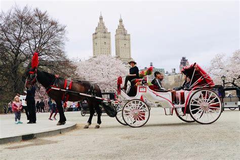 Standard Central Park Horse Carriage Ride 2019 New York City