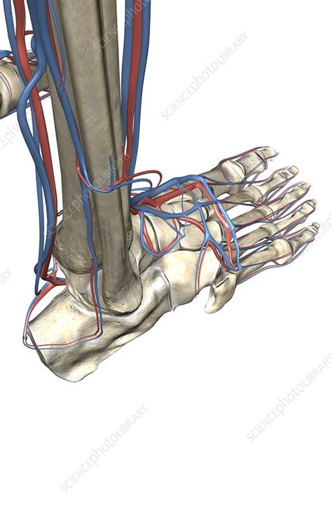 This causes decreased blood flow, which can injure. The blood vessels of the leg - Stock Image - C008/2037 ...