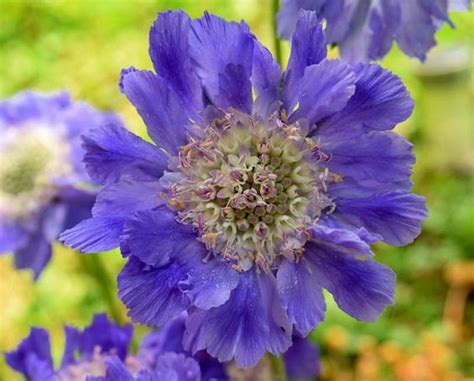 Scabiosa Caucasica ‘fama Deep Blue Lambley Nursery