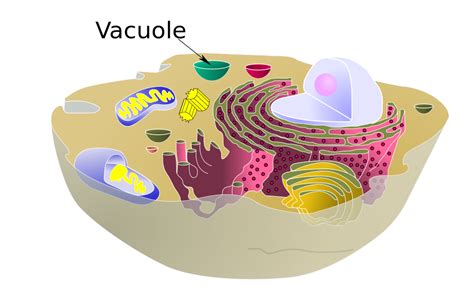 Maybe you would like to learn more about one of these? File:Biological cell vacuole.svg - Wikimedia Commons